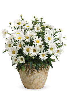 Daisy May Leucanthemum From Proven Winners
