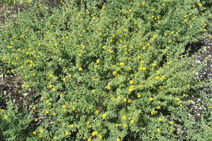 ‘Luisa’ Turnera Holds Great Potential