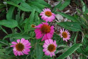 2010 Field Trials: Oklahoma State University