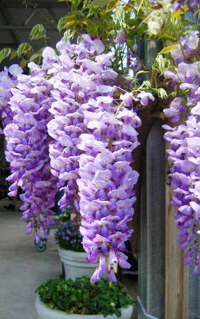 Garden Debut’s Repeat Bloomer