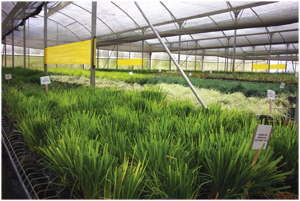 Growing Markets