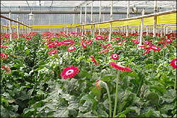 Johannes Flowers Inc.
