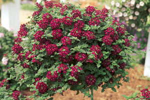 Tips For Producing Verbenas