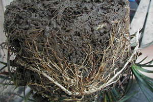 Understanding Plant Nutrition: Stock Plant Nutrition