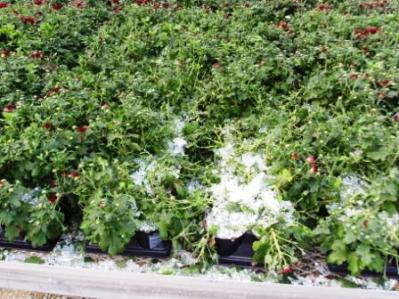 Green Circle Cleans Up 15 Acres Of Shattered Glass