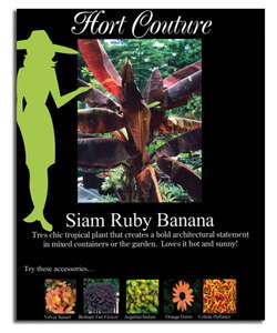 Plants With Panache