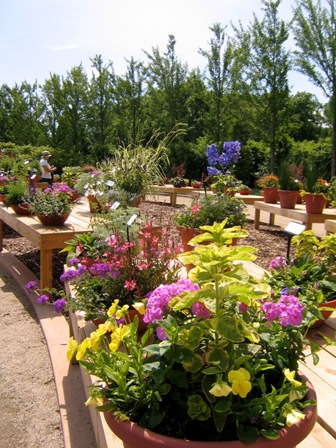 Darwin Perennials Hosts Inaugural Showcase