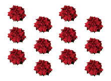 Choosing Poinsettia Varieties For Low-Cost Production