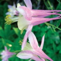 Native Plants: Which Should You Offer?