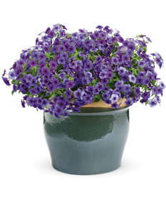 ‘Intensia Blueberry’ Phlox Is Focused On Performance