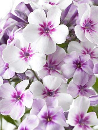 Earlier-Starting Phlox