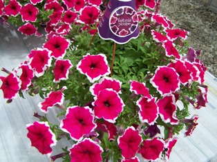 Producing Fortunia Petunia