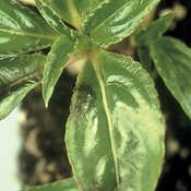 Insect And Disease ID And Diagnosis Guide