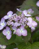 Forever & Ever ‘Summer Lace’ Hydrangea