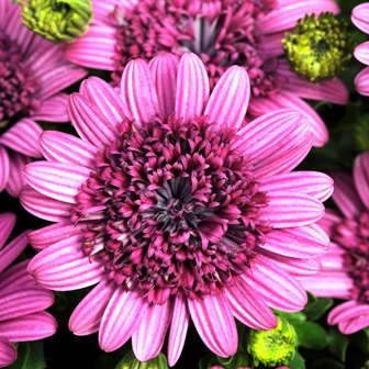 ‘3D Purple’ Osteospermum From Selecta/Ball Horticultural