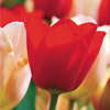 Variety Central: Bright And Shiny Bulbs