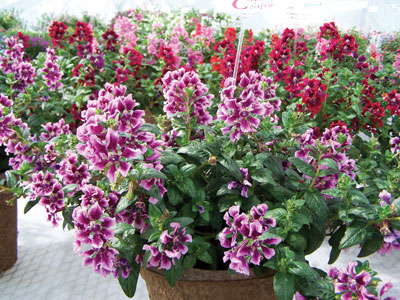 New Varieties Guide 2009: Pacific Plug & Liner