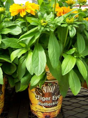 VIVA! Lands ‘Tiger Eye’ Rudbeckia