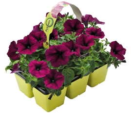 Dömmen Pitching In For Potunia GreenPack