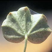 Insect & Disease ID And Diagnosis Guide: Infestations