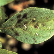 Greenhouse Pests 101: Aphids