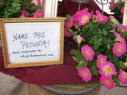 Can You Name This Petunia?