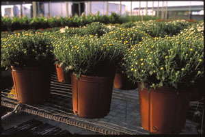 Get Ready For Runoff Regulation