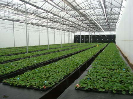 A Look At Live Goods Buying Habits
