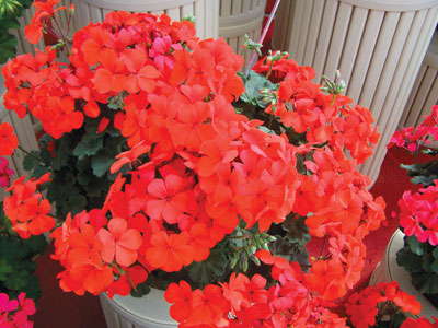 New Varieties Guide 2009: Syngenta Flowers