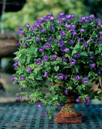 FNGLA Names Best Plants Of Decade