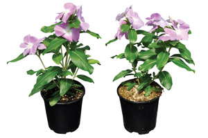 Fafard’s New Formulations