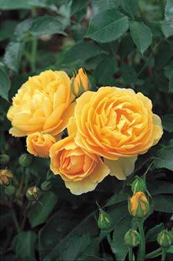 Named World’s Favorite Rose