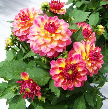 Spring Trials Slideshow Day 2: GroLink, Green Fuse, Fides, Flamingo Holland