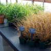 California Pack Trials 2009 New Varieties Guide