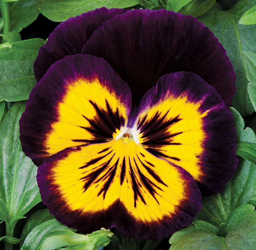 Pansy ‘Karma Midnight Sun’ From Syngenta Flowers