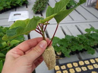 Ecke System Speeds Up Propagation Process