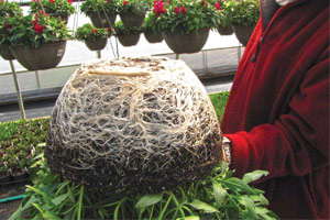 Biocontrols: Tiny Tools, Big Results