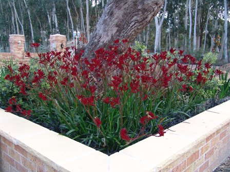 First Step Exclusively Offering Australian Anigozanthos