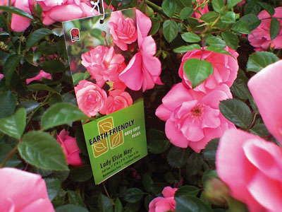 Growing Green: Marketing Sustainability