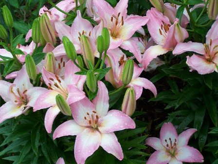 Longwood’s Lilytopia Less Than 3 Weeks Away