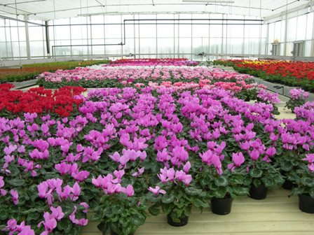 Sheets Increase Rose Grower’s Competitiveness