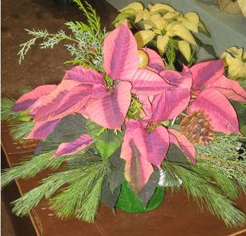 Proud Of His Poinsettias