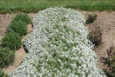 2009 Field Trials: Ohio State University – Springfield