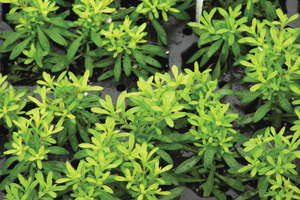 Understanding Plant Nutrition: Calibrachoa