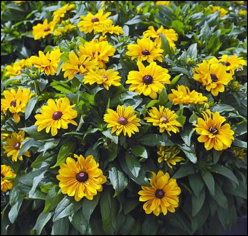 American Garden Award’s Top Vote-Getter