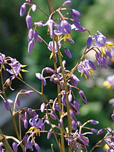 Going For Broker-less