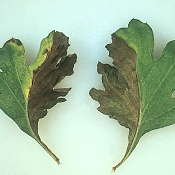 Insect & Disease ID And Diagnosis Guide: Necrosis