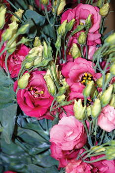 Classic Cut Flowers
