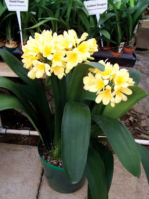 New Varieties Guide 2009: Booman Floral