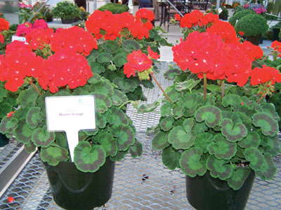 New Varieties Guide 2009: Floranova